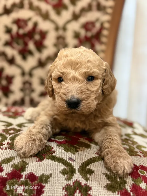 Sunny – Labradoodle puppy for sale in San Diego, CA
