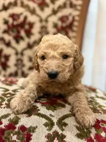 Sunny, a male Labradoodle for sale in San Diego, CA – 1 of 1