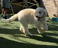 Teddy , a female Labradoodle for sale in San Diego, CA – 4 of 9