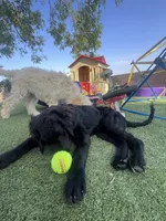 Winston, a male Labradoodle for sale in San Diego, CA – 8 of 10