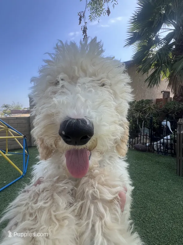 Teddy  – Labradoodle puppy for sale in San Diego, CA