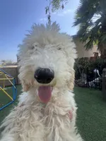 Teddy , a female Labradoodle for sale in San Diego, CA – 1 of 7