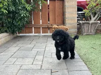 Raven, a female Labradoodle for sale in San Diego, CA – 2 of 4