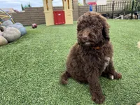 Mocha, a female Labradoodle for sale in San Diego, CA – 4 of 5