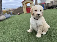 Teddy , a female Labradoodle for sale in San Diego, CA – 2 of 5