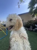 Teddy , a female Labradoodle for sale in San Diego, CA – 2 of 7