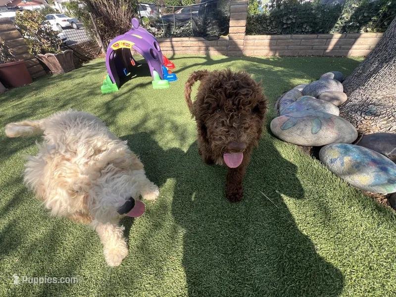Mocha – Labradoodle puppy for sale in San Diego, CA