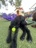 Winston, a male Labradoodle for sale in San Diego, CA – 1 of 10