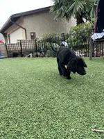 Winston, a male Labradoodle for sale in San Diego, CA – 5 of 6
