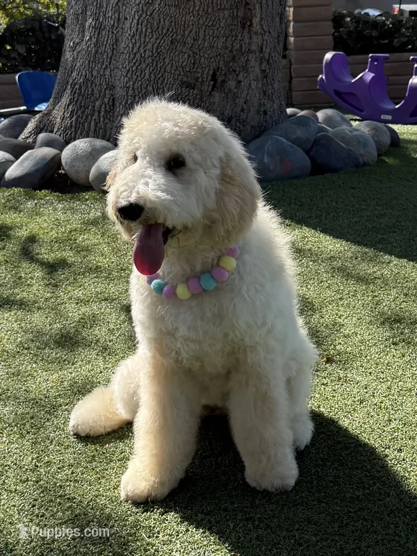 Teddy  – Labradoodle puppy on hold in San Diego, CA