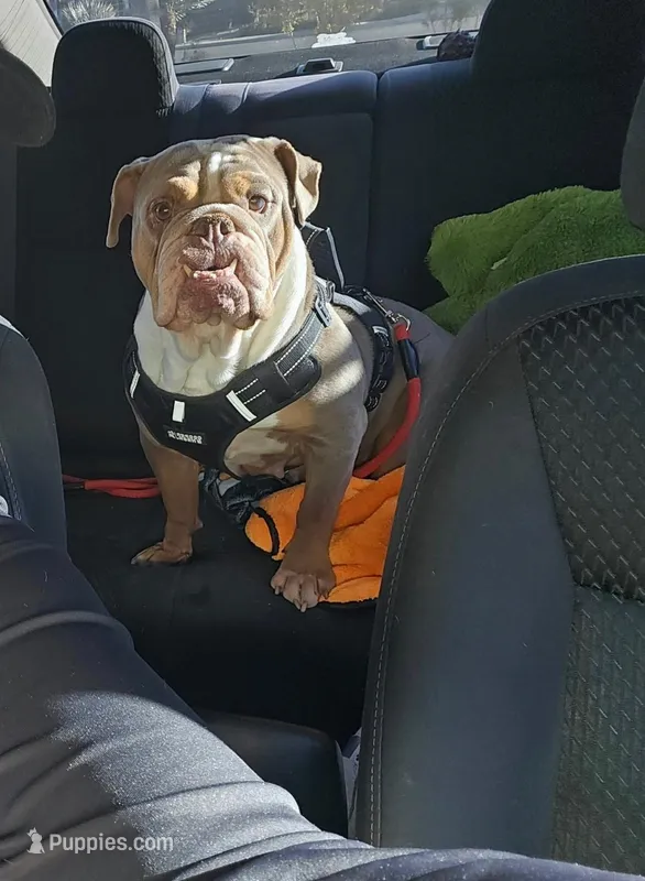 Nova, a female English Bulldog for sale in Las Vegas, NV – Photo 1 of 2