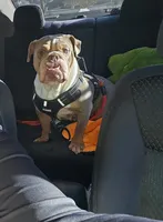 Nova, a female English Bulldog for sale in Las Vegas, NV – Photo 1 of 2