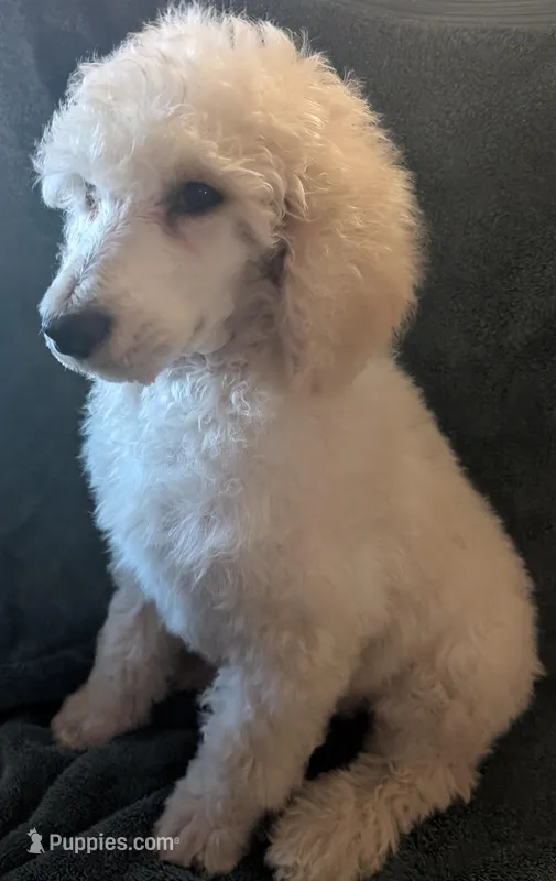 Snow – Poodle - Standard  puppy for sale in Las Vegas, NV