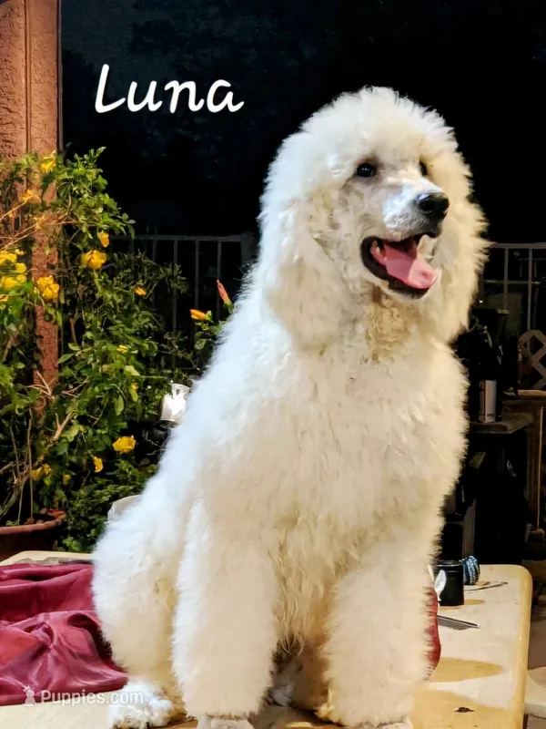 Luna, a female Poodle - Standard  for sale in Las Vegas, NV – Photo 1 of 1