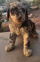 Coco , a female Poodle - Multi-Colored Standard and Poodle - Standard  for sale in Las Vegas, NV – Photo 2 of 2