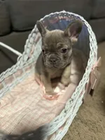 Stitch, a male French Bulldog for sale in Riverton, UT – Photo 1 of 2