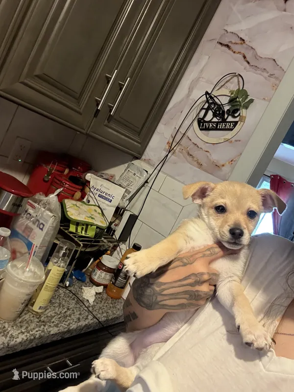 Violet  – Dachshund, Chihuahua puppy for sale in West Haverstraw, NY