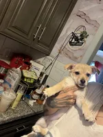 Violet , a female Dachshund and Chihuahua for sale in West Haverstraw, NY – 1 of 3