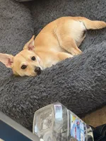 Violet , a female Dachshund and Chihuahua for sale in West Haverstraw, NY – 3 of 3