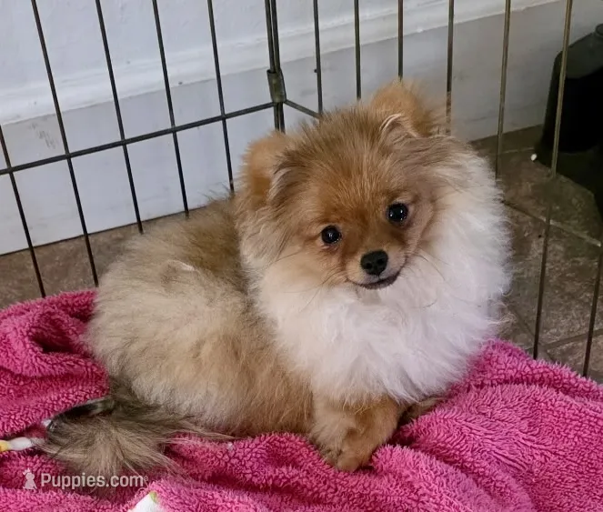 AKC Sofie – Pomeranian puppy for sale in Jacksonville, FL