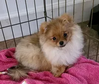 AKC Sofie, a female Pomeranian for sale in Jacksonville, FL – 1 of 2
