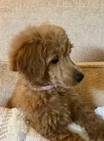 Libby, a female Poodle - Miniature  for sale in Jacksonville, FL – 2 of 3