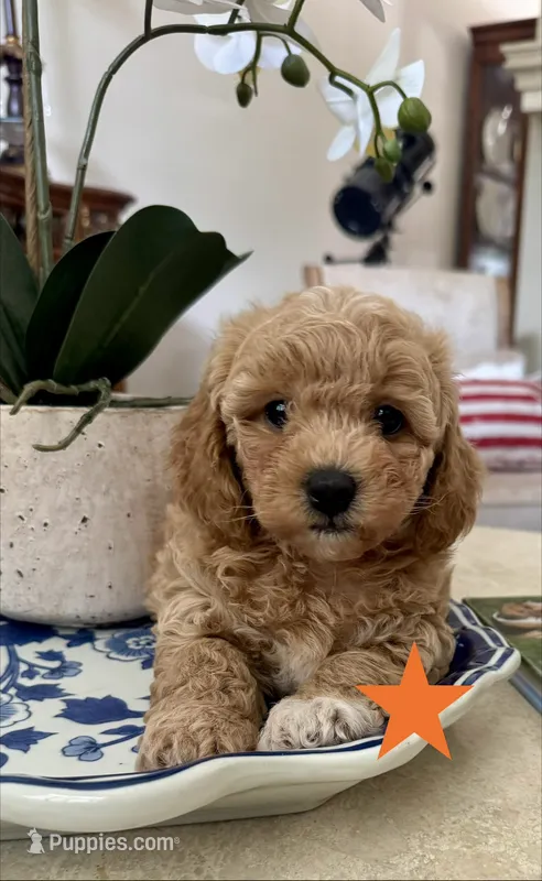 “Dolly” Madison – Bichon Frise, Poodle - Miniature  puppy for sale in Jacksonville, FL