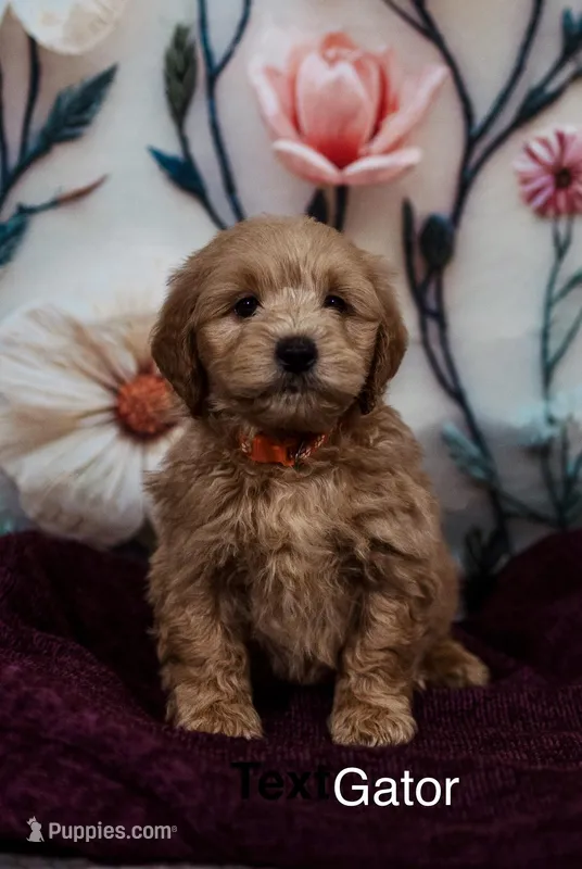 Gator – Goldendoodle, Miniature Goldendoodle puppy for sale in Jacksonville, FL