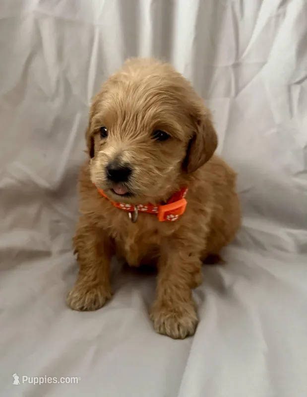 Gator, a male Miniature Goldendoodle for sale in Jacksonville, FL – Photo 1 of 1