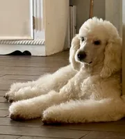 Gator, a male Goldendoodle and Miniature Goldendoodle for sale in Jacksonville, FL – Photo 2 of 3