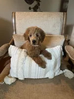 Libby, a female Poodle - Miniature  for sale in Jacksonville, FL – 3 of 3