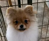 AKC Sofie, a female Pomeranian for sale in Jacksonville, FL – 2 of 2