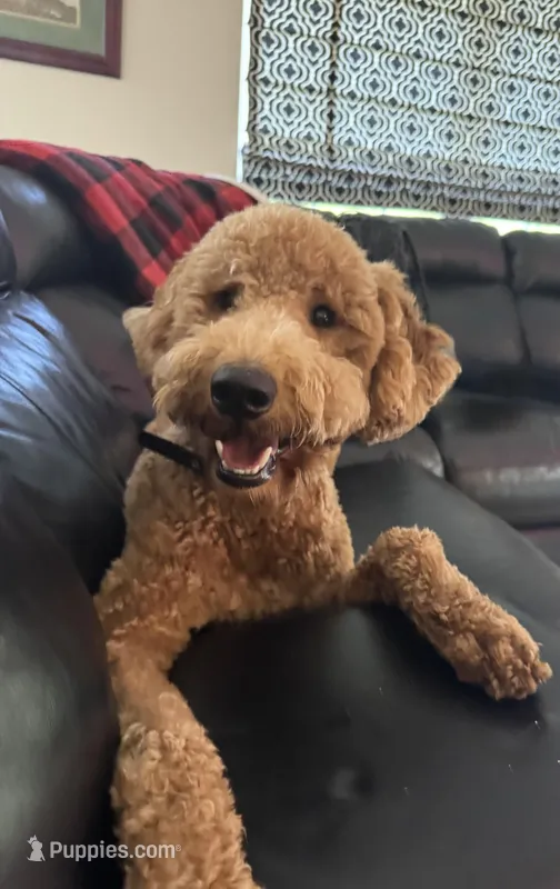 Chase – Goldendoodle puppy for sale in Jacksonville, FL