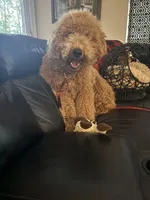 Chase, a male Goldendoodle for sale in Jacksonville, FL – Photo 3 of 7