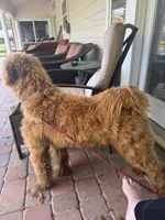 Chase, a male Goldendoodle for sale in Jacksonville, FL – Photo 7 of 7