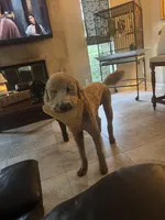 Chase, a male Goldendoodle for sale in Jacksonville, FL – Photo 6 of 7
