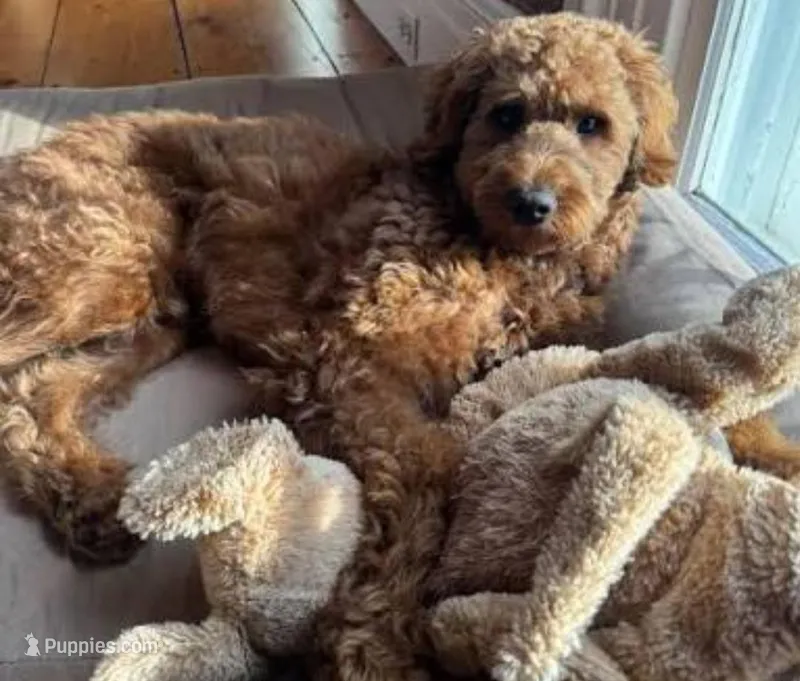 Chase – Goldendoodle puppy for sale in Jacksonville, FL