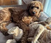 Chase, a male Goldendoodle for sale in Jacksonville, FL – Photo 1 of 7