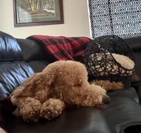 Chase, a male Goldendoodle for sale in Jacksonville, FL – Photo 2 of 7