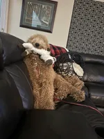 Chase, a male Goldendoodle for sale in Jacksonville, FL – Photo 4 of 7