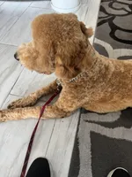 Chase, a male Goldendoodle for sale in Jacksonville, FL – Photo 5 of 7