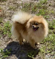 AKC Sofie, a female Pomeranian for sale in Jacksonville, FL – 3 of 4