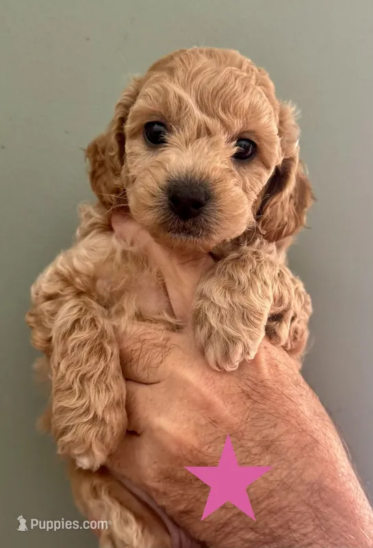 Liberty "Libby" – Poodle - Toy , Bichpoo puppy for sale in Jacksonville, FL