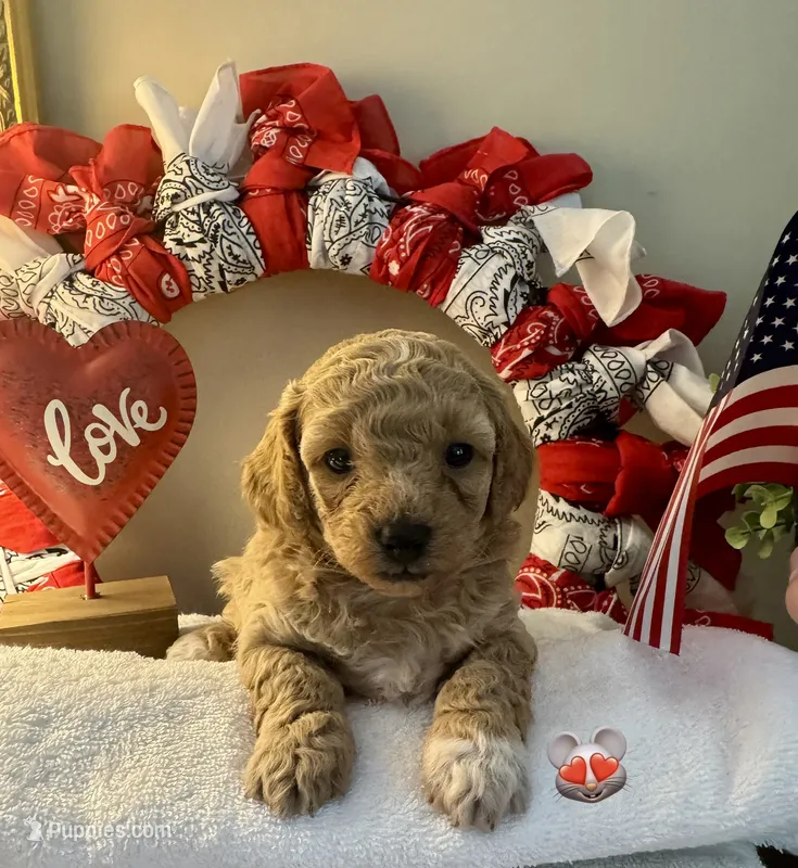 Liberty "Libby" – Poodle - Toy , Bichpoo puppy for sale in Jacksonville, FL