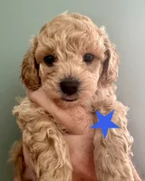 Boomer, a male Bichon Frise and Poodle - Toy  for sale in Jacksonville, FL – 1 of 1