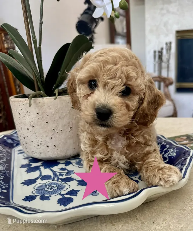 Liberty "Libby" – Poodle - Toy , Bichpoo puppy for sale in Jacksonville, FL