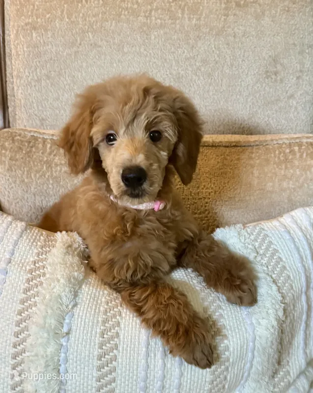 Libby – Poodle - Miniature  puppy for sale in Jacksonville, FL