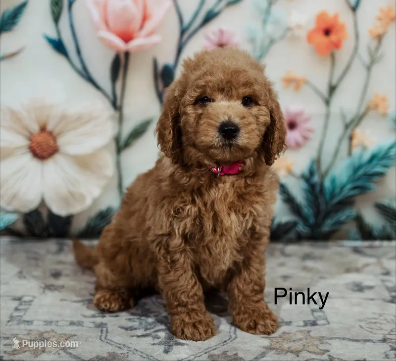 Goldie – Goldendoodle, Miniature Goldendoodle puppy for sale in Jacksonville, FL