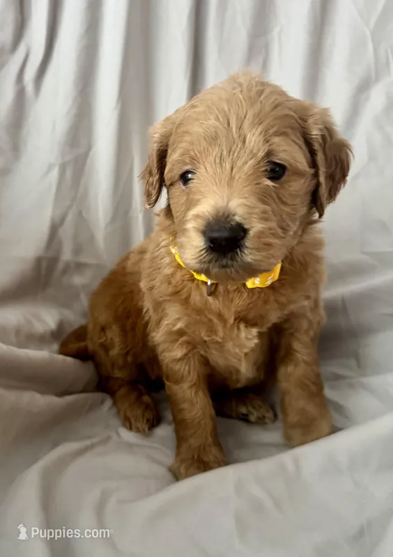 Goldie – Miniature Goldendoodle puppy for sale in Jacksonville, FL