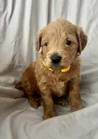 Goldie, a female Goldendoodle and Miniature Goldendoodle for sale in Jacksonville, FL – Photo 1 of 3